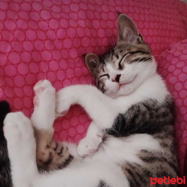 Tekir Kedi, Kedi  Papyon ❤ fotoğrafı