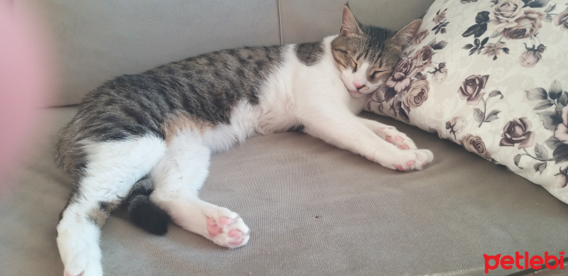 Tekir Kedi, Kedi  Papyon ❤ fotoğrafı