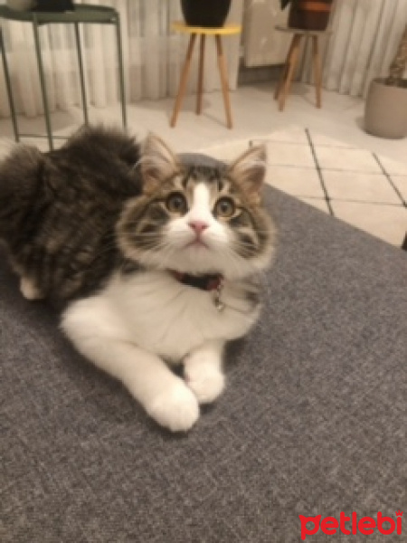 Tekir Kedi, Kedi  SUFLE fotoğrafı