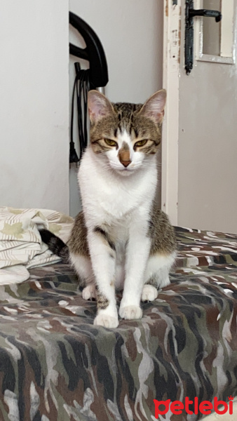 Tekir Kedi, Kedi  Parliament fotoğrafı