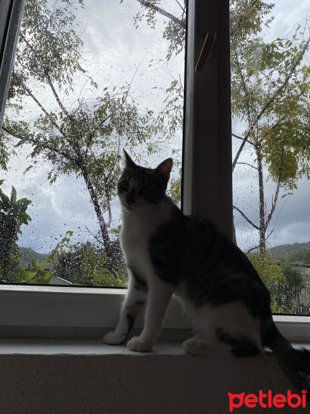 Tekir Kedi, Kedi  Parliament fotoğrafı