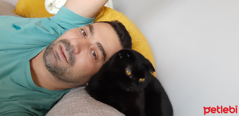 Scottish Fold, Kedi  Gölge fotoğrafı