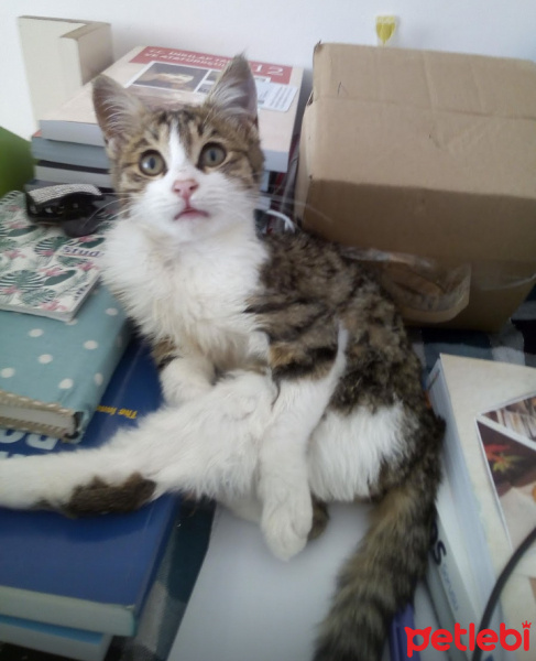 Tekir Kedi, Kedi  Oscar fotoğrafı