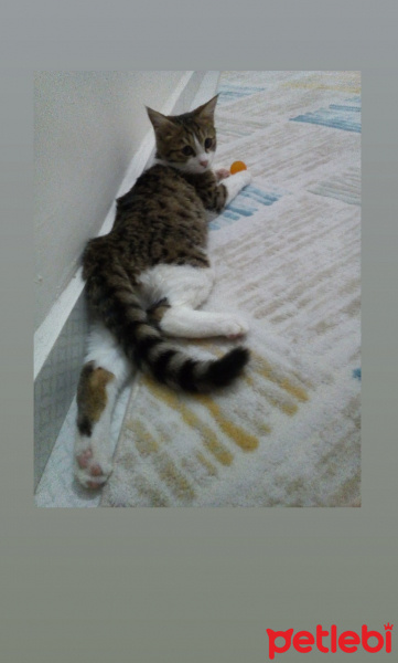 Tekir Kedi, Kedi  Oscar fotoğrafı