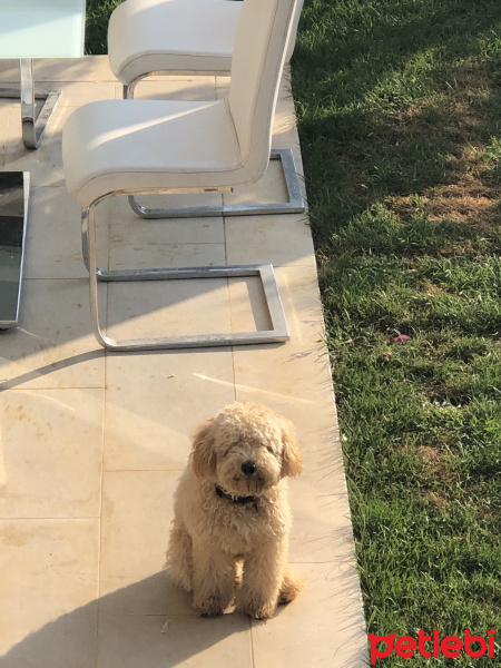 Poodle(Standart Kaniş), Köpek  Gofret fotoğrafı