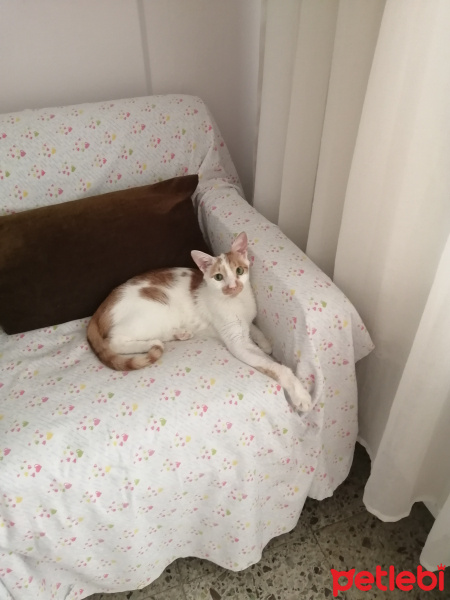 Sarman, Kedi  Köpük fotoğrafı