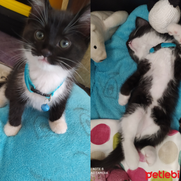 Tuxedo (Smokin) Kedi, Kedi  Mösyö zeytin fotoğrafı