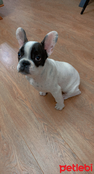Fransız Bulldog, Köpek  Fero fotoğrafı