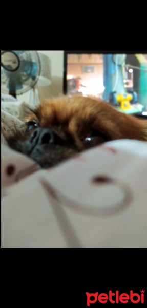 Pekingese, Köpek  Whisper fotoğrafı
