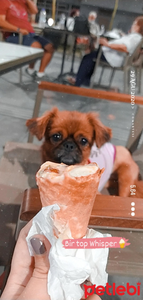Pekingese, Köpek  Whisper fotoğrafı