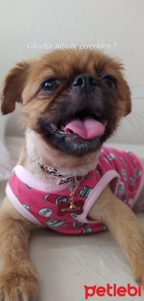 Pekingese, Köpek  Whisper fotoğrafı
