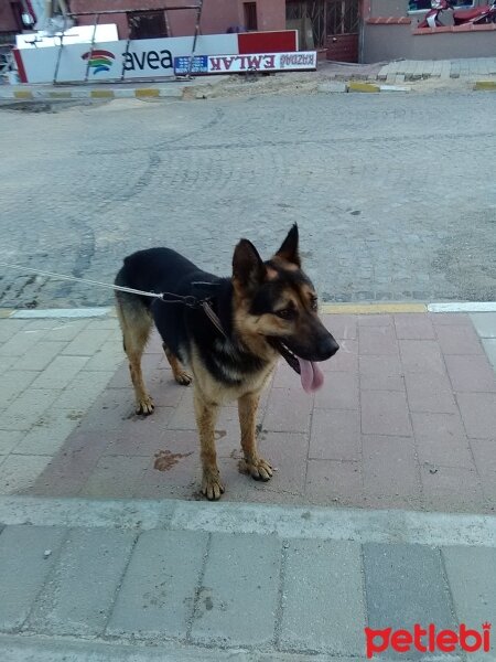 Alman Çoban Köpeği, Köpek  Rex fotoğrafı