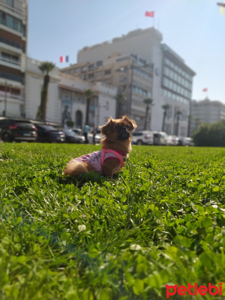 Pekingese, Köpek  Whisper fotoğrafı
