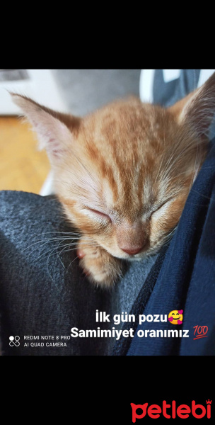 Sarman, Kedi  Saruhan fotoğrafı