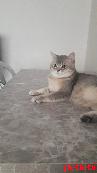 British Shorthair, Kedi  Tarçın fotoğrafı