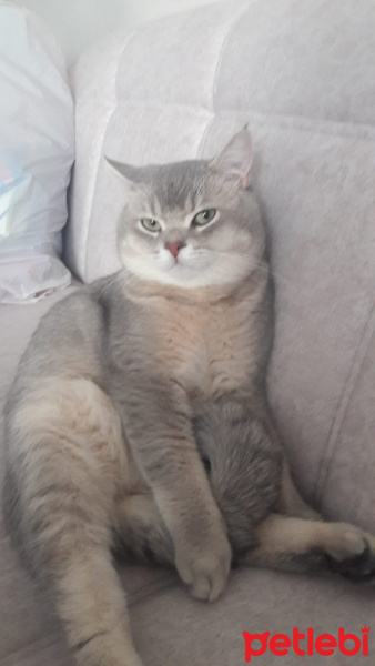 British Shorthair, Kedi  Tarçın fotoğrafı