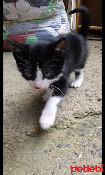Tuxedo (Smokin) Kedi, Kedi  Felix fotoğrafı