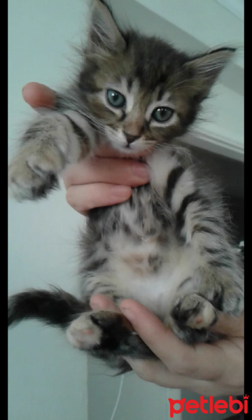 Tekir Kedi, Kedi  kedis fotoğrafı