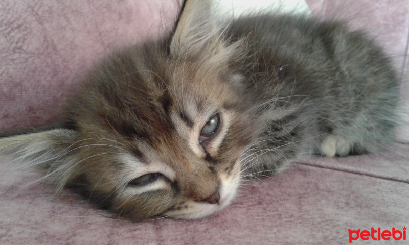 Tekir Kedi, Kedi  kedis fotoğrafı