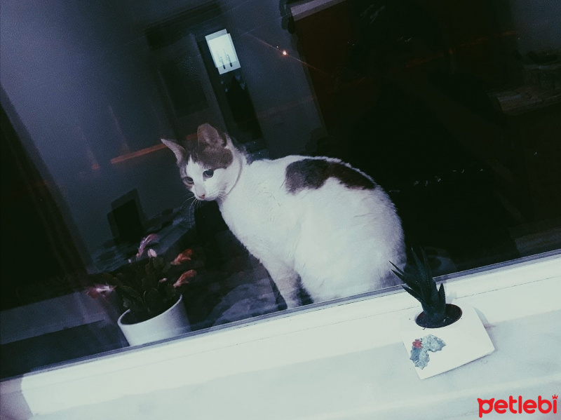 Tekir Kedi, Kedi  Vanilya fotoğrafı