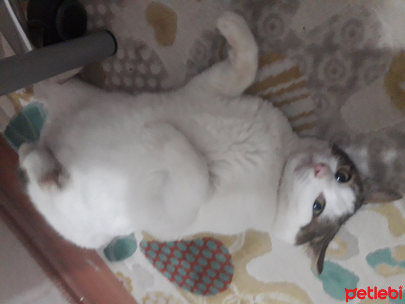 Tekir Kedi, Kedi  Vanilya fotoğrafı