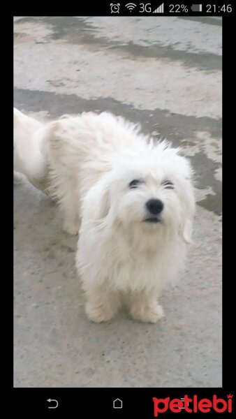 West Highland White Terrier, Köpek  Köpük22 fotoğrafı