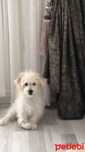 Maltese, Köpek  Louis fotoğrafı