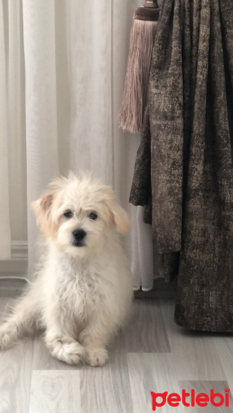 Maltese, Köpek  Louis fotoğrafı