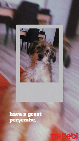 Maltese, Köpek  Bottega fotoğrafı