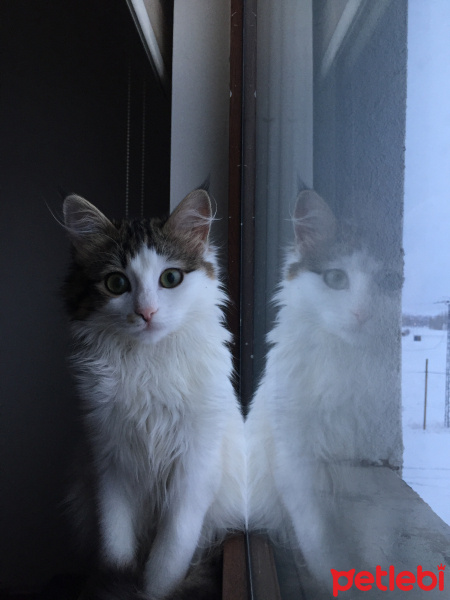 Tekir Kedi, Kedi  MIRMIR fotoğrafı