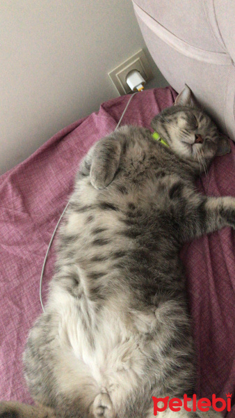 British Shorthair, Kedi  Hermes fotoğrafı