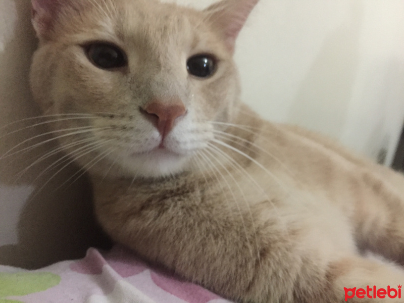 Tekir Kedi, Kedi  Güneş fotoğrafı