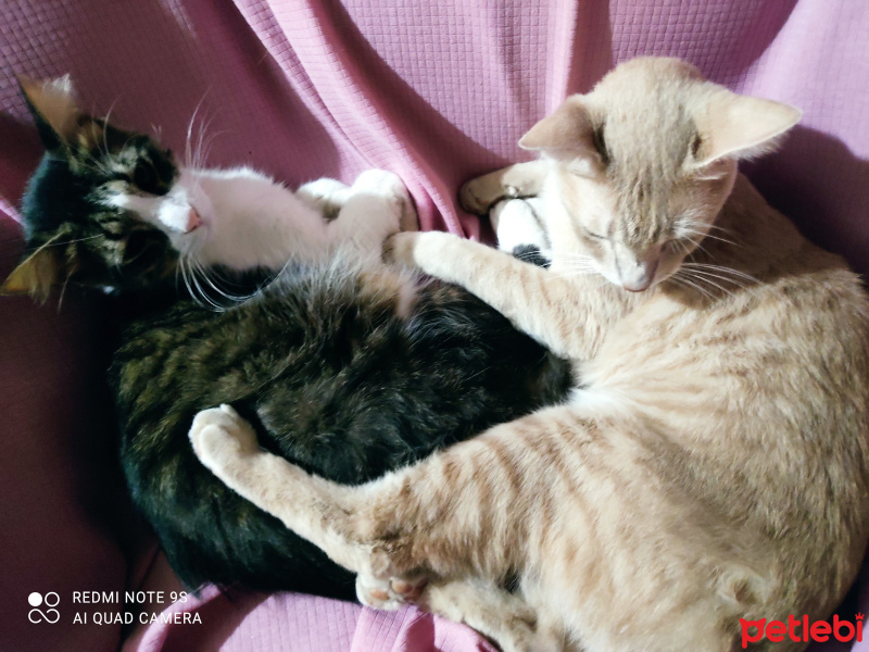 Tekir Kedi, Kedi  Güneş fotoğrafı