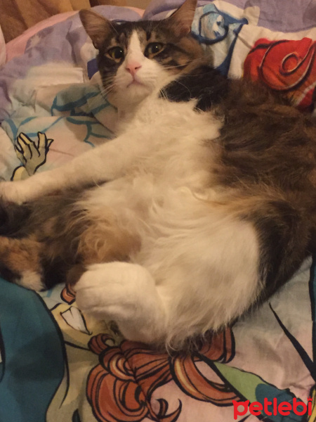Tekir Kedi, Kedi  Gölge fotoğrafı