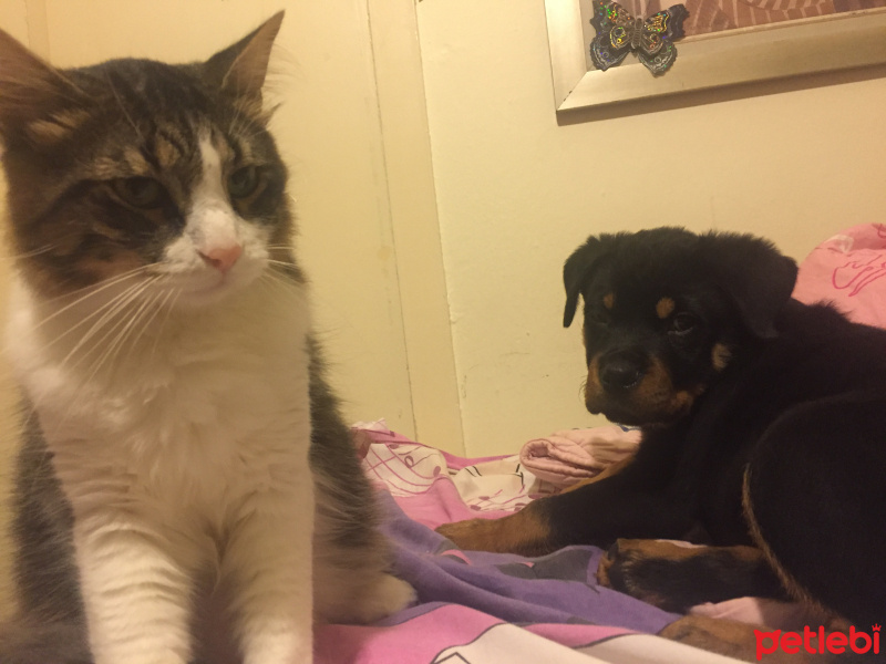 Tekir Kedi, Kedi  Gölge fotoğrafı