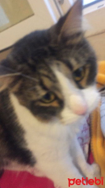 Tekir Kedi, Kedi  Gölge fotoğrafı