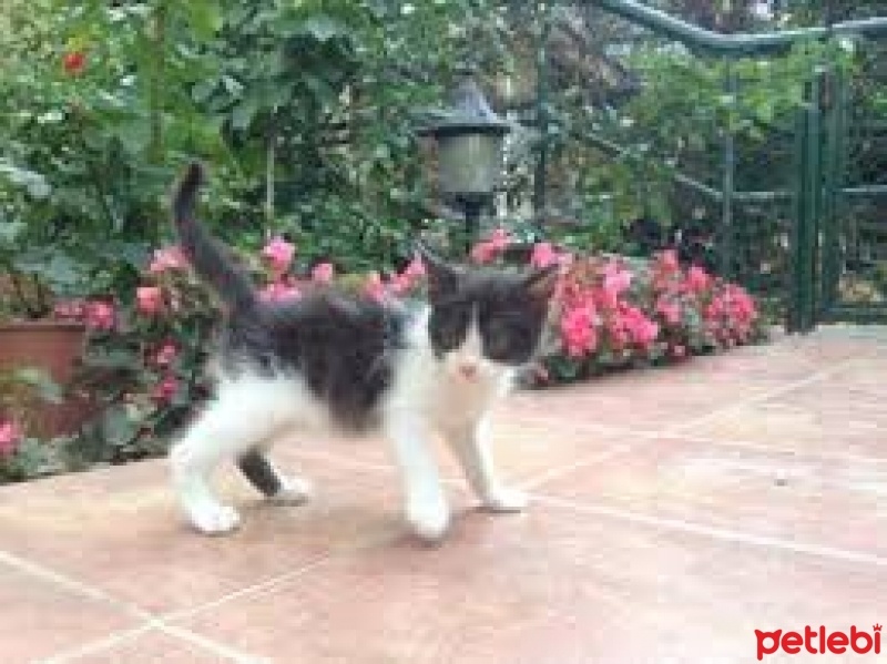 Abyssinian, Kedi  beşiktaş fotoğrafı