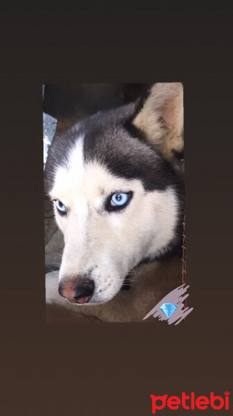 Sibirya Kurdu (Husky), Köpek  Max fotoğrafı