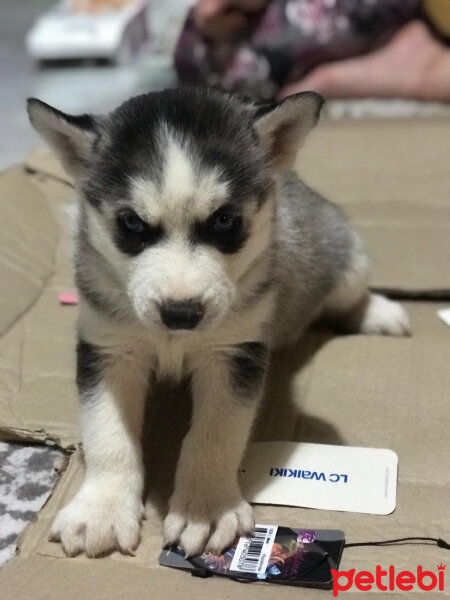 Sibirya Kurdu (Husky), Köpek  Max fotoğrafı