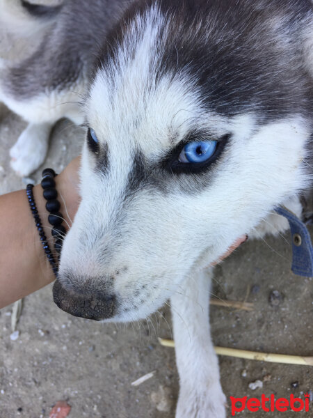 Sibirya Kurdu (Husky), Köpek  Max fotoğrafı