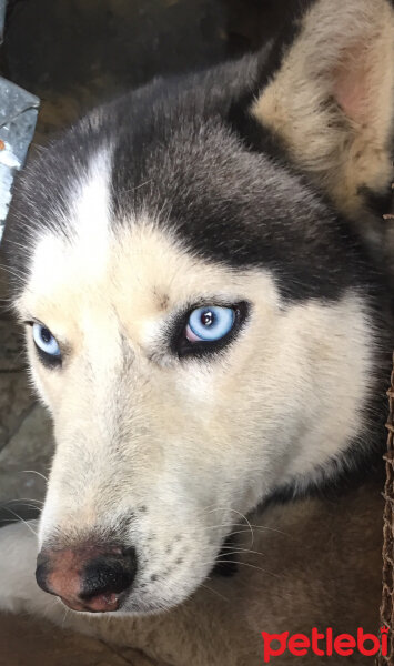 Sibirya Kurdu (Husky), Köpek  Max fotoğrafı