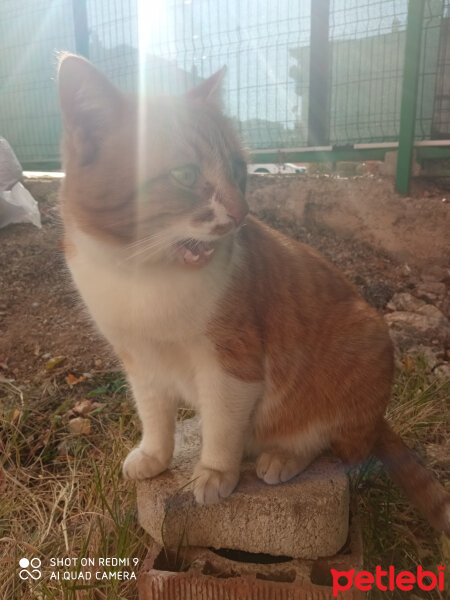 Sarman, Kedi  Saman fotoğrafı