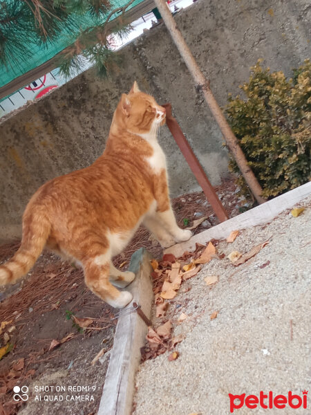 Sarman, Kedi  Saman fotoğrafı