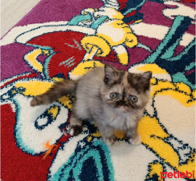 Exotic Shorthair, Kedi  KRISTIN fotoğrafı