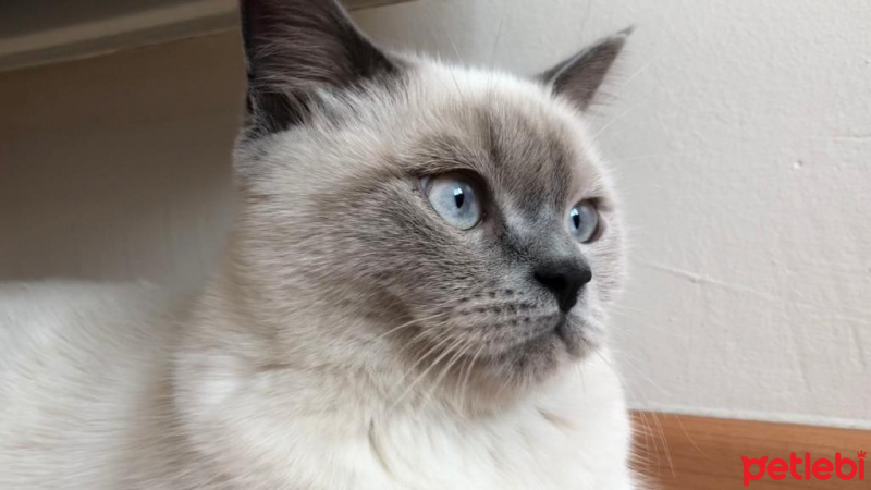 British Shorthair, Kedi  MAVİ fotoğrafı