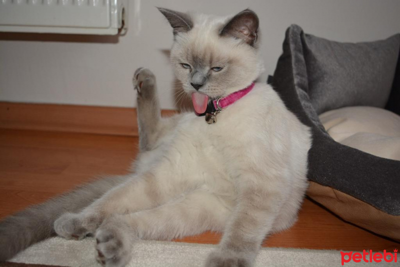 British Shorthair, Kedi  MAVİ fotoğrafı