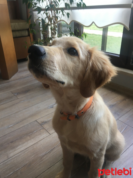 Golden Retriever, Köpek  Mars fotoğrafı