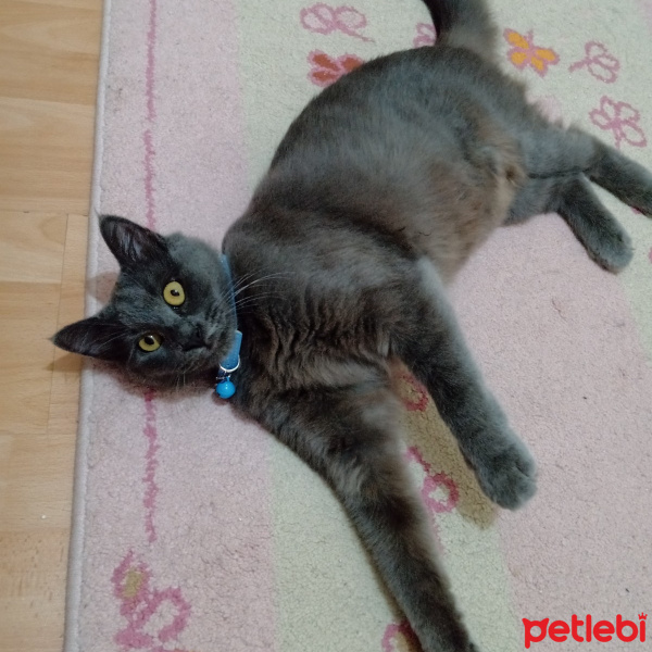 Mavi Rus, Kedi  Prenses fotoğrafı