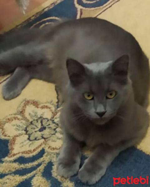 Mavi Rus, Kedi  Prenses fotoğrafı