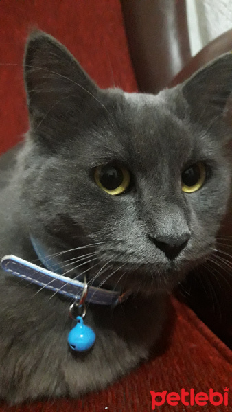 Mavi Rus, Kedi  Prenses fotoğrafı